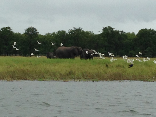 Elephants enjoying the river banks too! 
